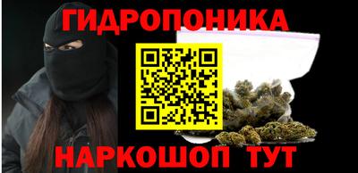 крисы Кингисепп